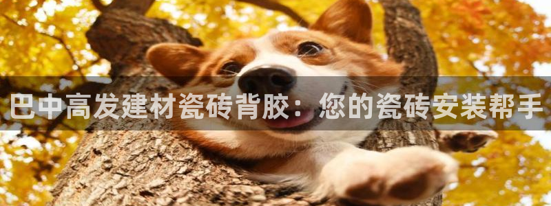 杏鑫平台代理怎么做